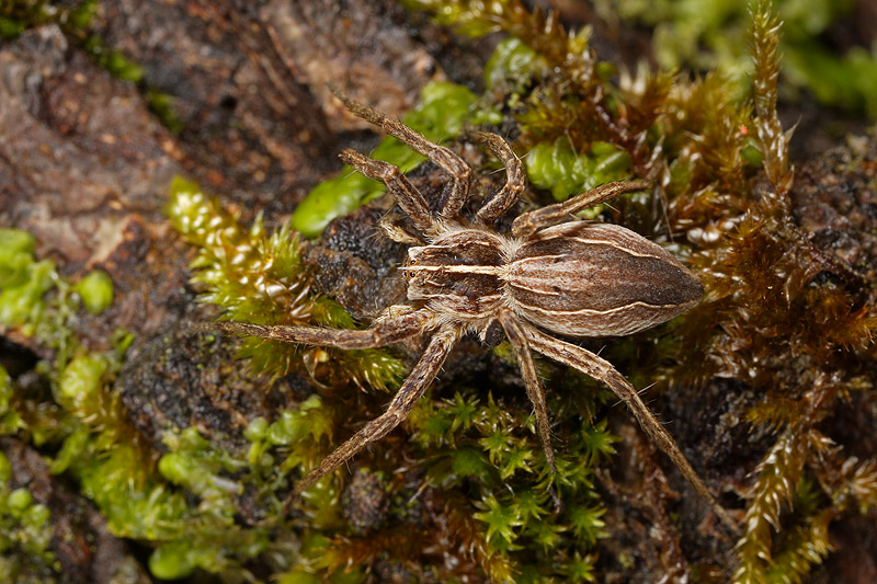 Pisaura sp.